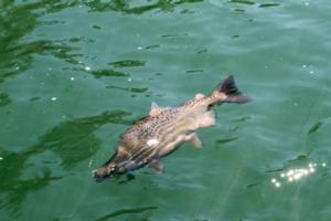 SC2 Outdoors - Hooked Up Sac River Salmon